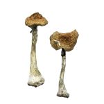 A+ Magic Mushrooms 14grams