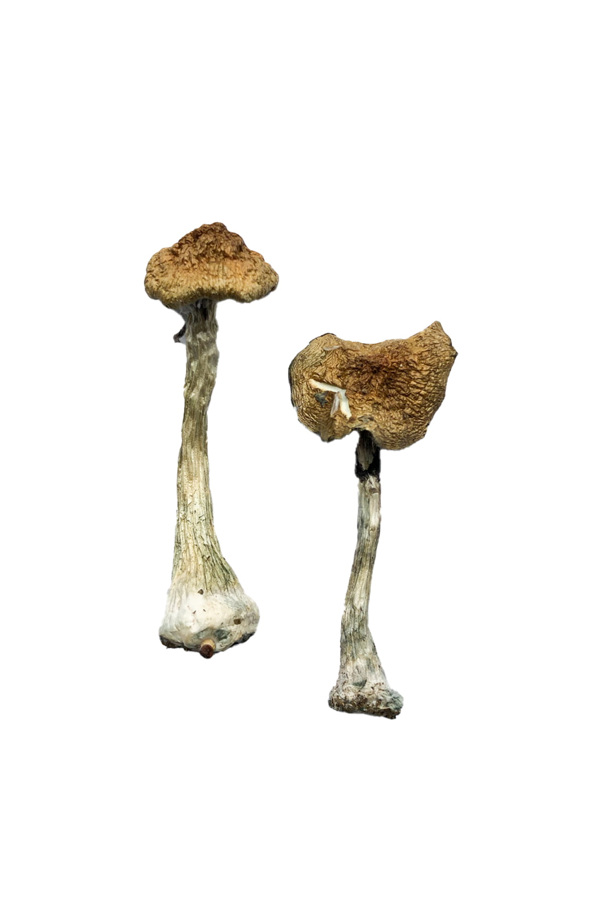 A+ Magic Mushrooms 14grams A+ Magic Mushrooms 14grams - Image 1