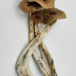 Alacabenzi Magic Mushrooms 14grams