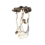 Albino A+ Magic Mushrooms 14 grams