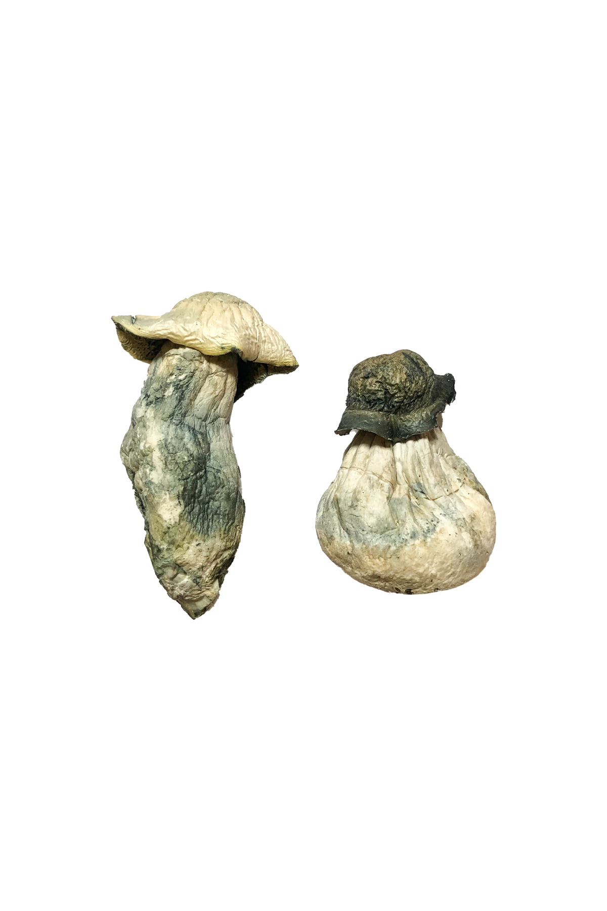 Albino Penis Envy Magic Mushrooms 14g Albino Penis Envy Magic Mushrooms 14g - Image 1