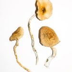 Golden Teachers Magic Mushrooms 14g