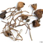 Liberty Caps 14g