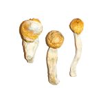 Penis Envy Magic Mushrooms 14g