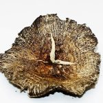 Purple Mystic Magic Shrooms 14g